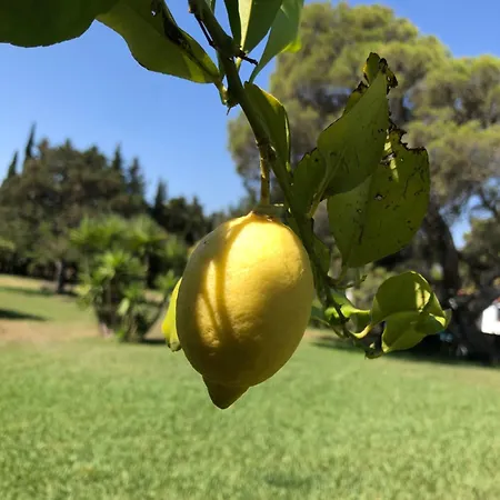 Domaine Les Vinyes 3* Pollestres